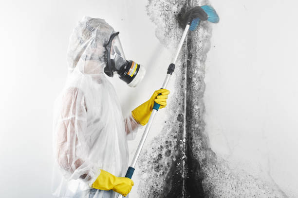 Best Industrial Mold Remediation  in Heath, TX